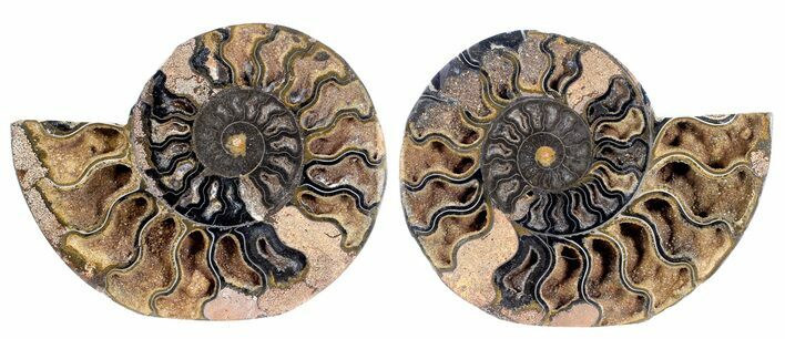 Split Black/Orange Ammonite Pair - Unusual Coloration #55611
